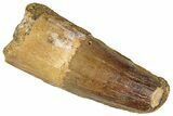 Fossil Spinosaurus Tooth - Real Dinosaur Tooth #305602-1